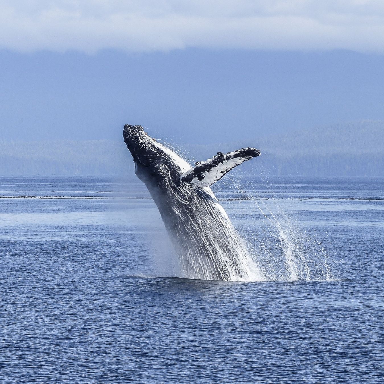 Humpback whale breaching out of the ocean with water splashing around it and mountains in distance.