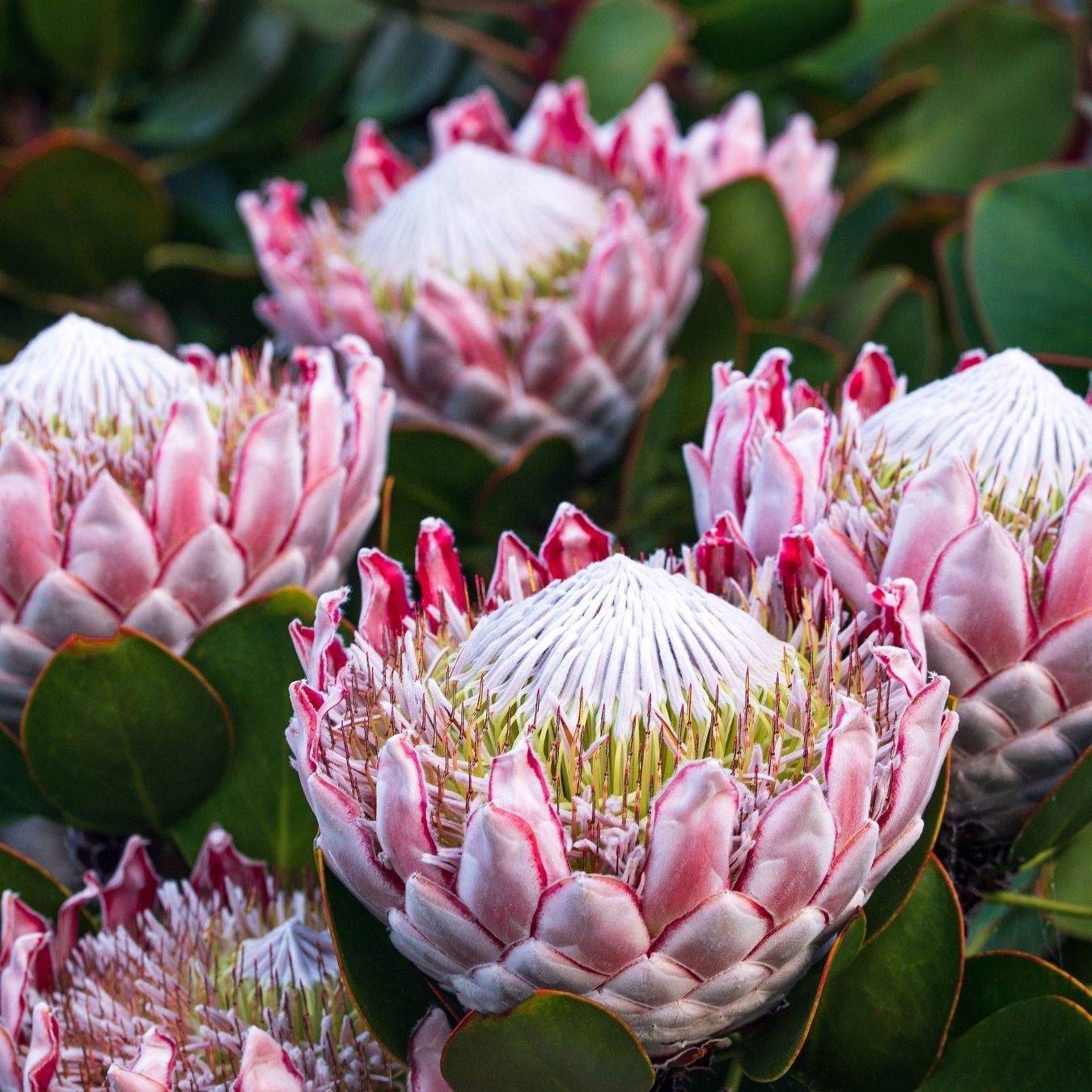 Close-up of pink and white protea flowers blooming among green leaves.